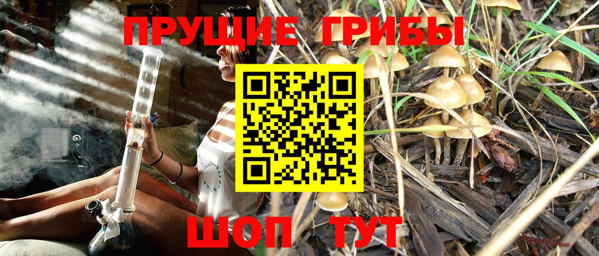 Галлюциногенные грибы Psilocybine cubensis Канаш